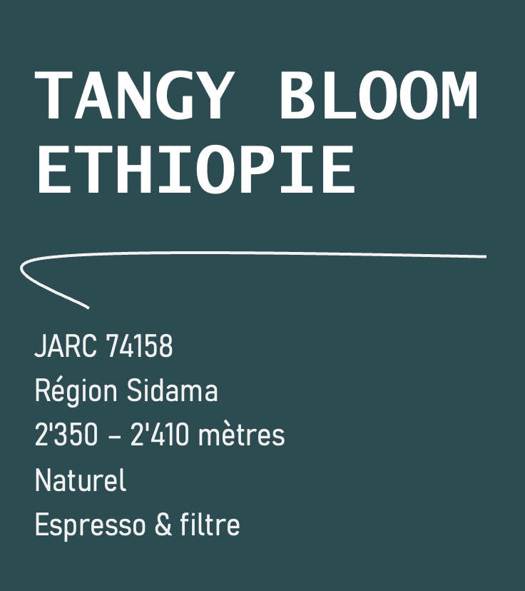 Tangy Bloom - Ethiopie